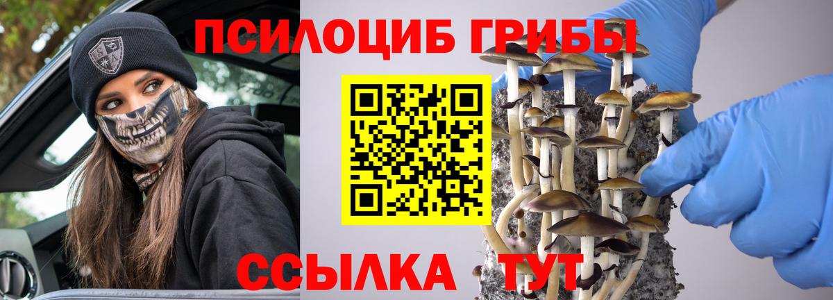 Псилоцибиновые грибы мицелий Владикавказ